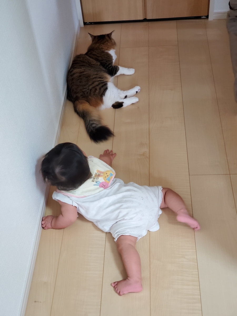 f:id:nekoja-peterpan:20210702123436j:plain