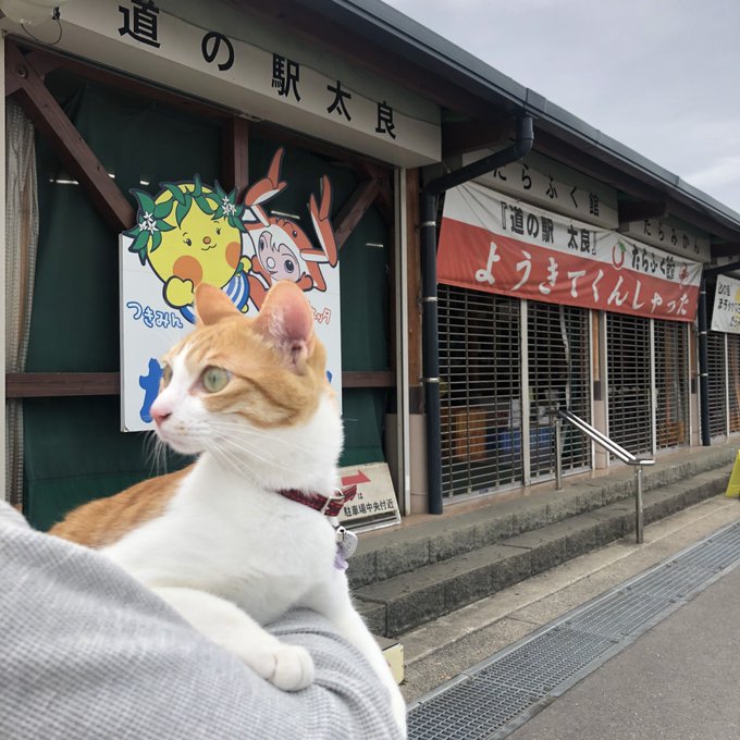 f:id:nekoja-peterpan:20210710151459j:plain