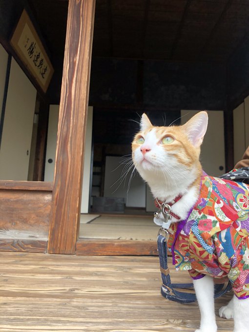 f:id:nekoja-peterpan:20210710151556j:plain