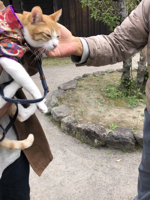 f:id:nekoja-peterpan:20210710151655j:plain
