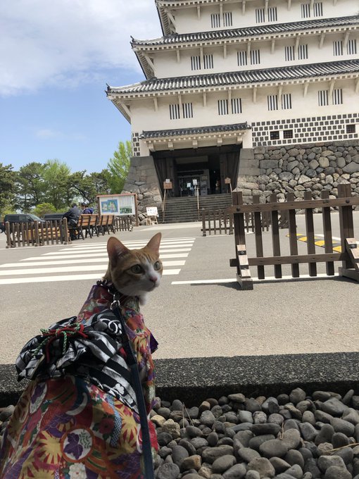 f:id:nekoja-peterpan:20210710151944j:plain