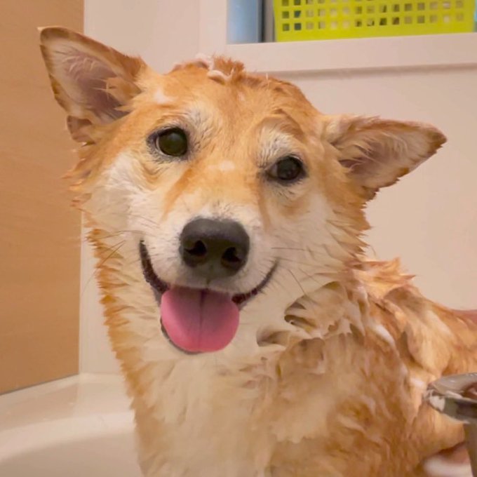 f:id:nekoja-peterpan:20210713231003j:plain