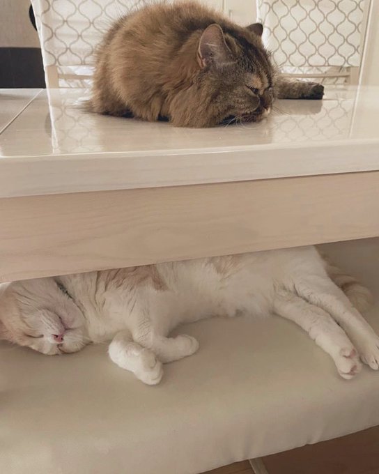 f:id:nekoja-peterpan:20210714200446j:plain