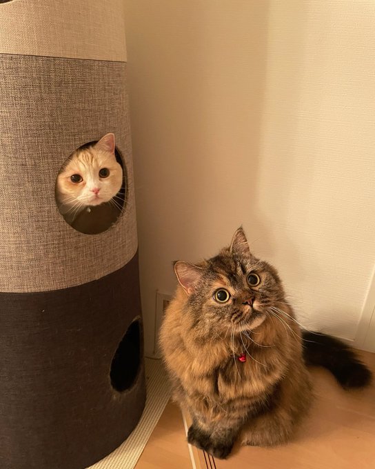 f:id:nekoja-peterpan:20210714200608j:plain