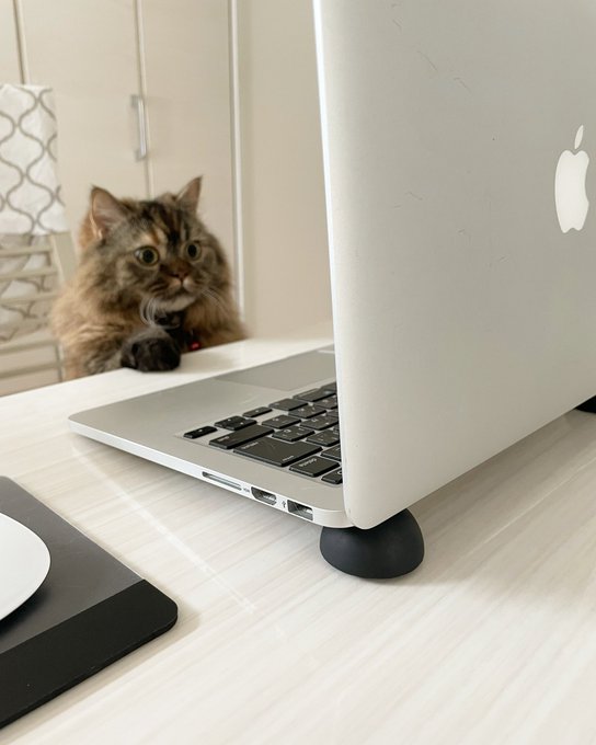 f:id:nekoja-peterpan:20210714200659j:plain