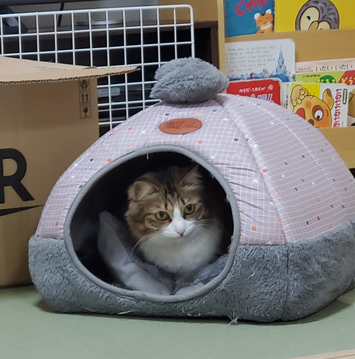 f:id:nekoja-peterpan:20210801142027j:plain