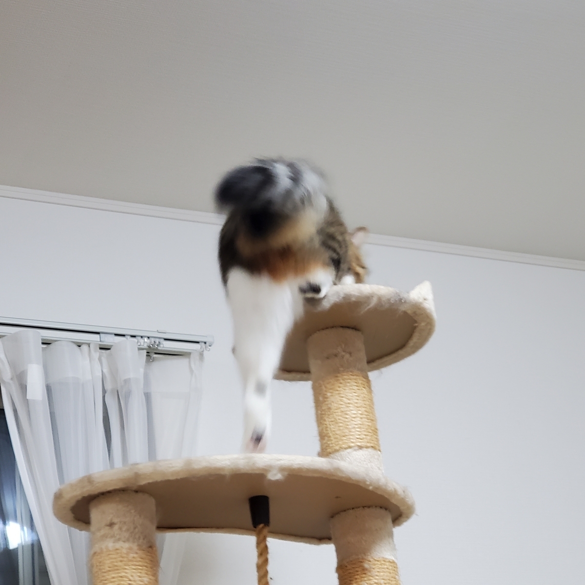 f:id:nekoja-peterpan:20210803152303j:plain