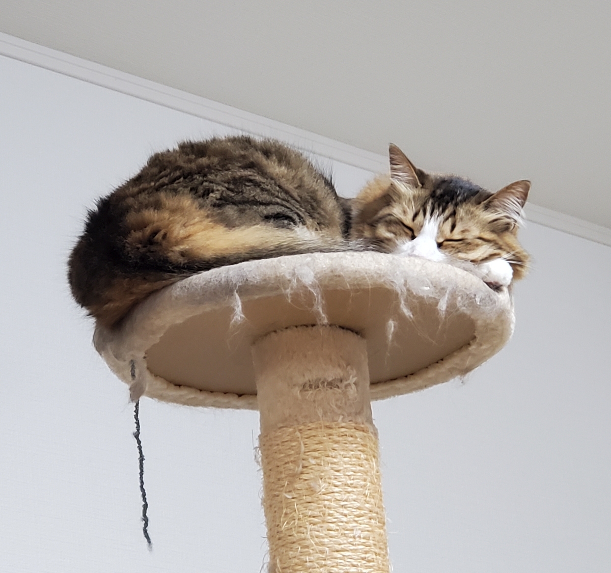 f:id:nekoja-peterpan:20210803152339j:plain