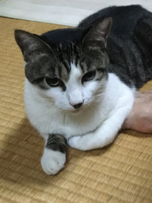 f:id:nekoja-peterpan:20210804193144j:plain