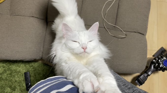 f:id:nekoja-peterpan:20210809122621j:plain