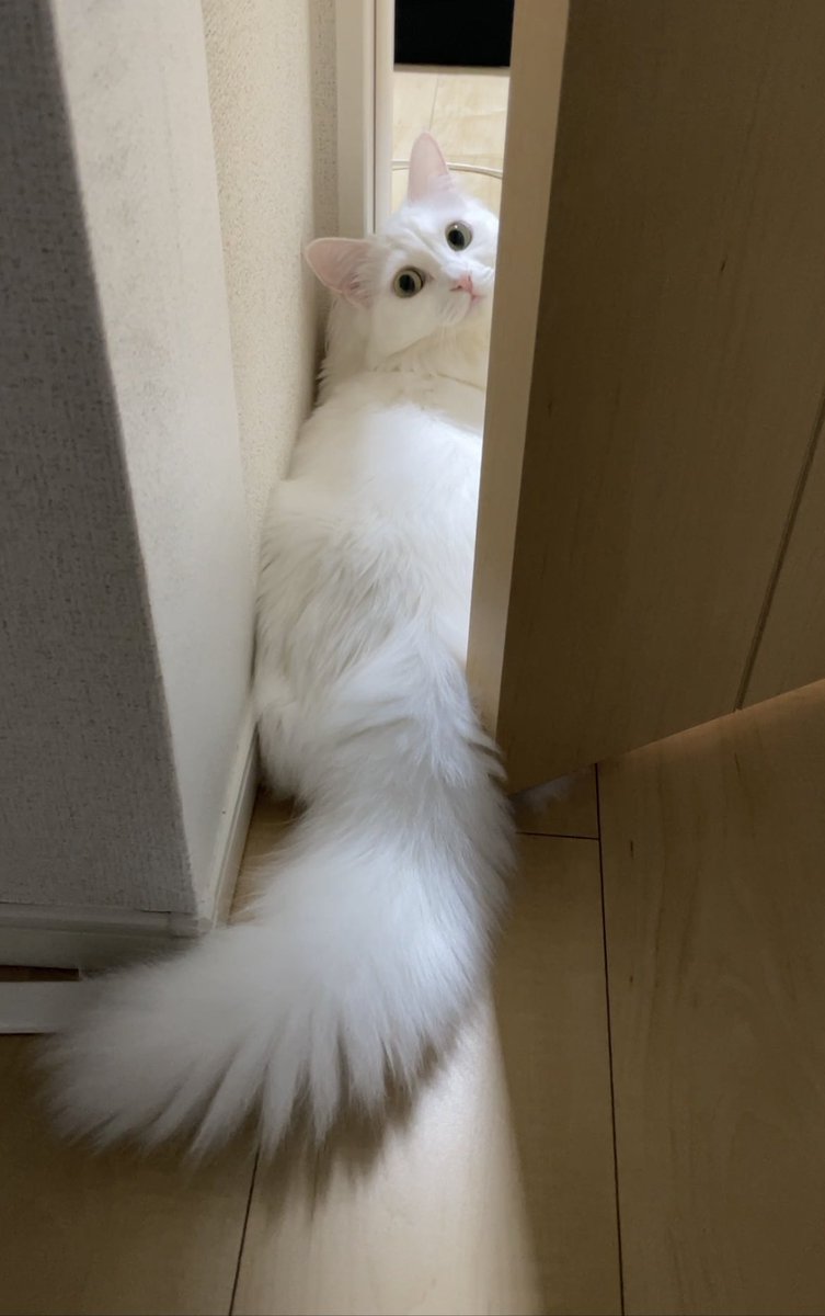 f:id:nekoja-peterpan:20210809122804j:plain