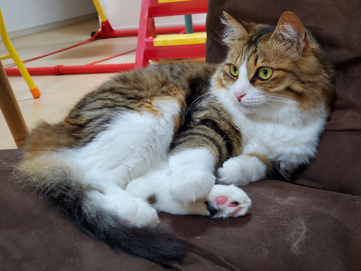 f:id:nekoja-peterpan:20210810120908j:plain