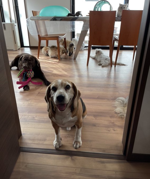 f:id:nekoja-peterpan:20210818105252j:plain