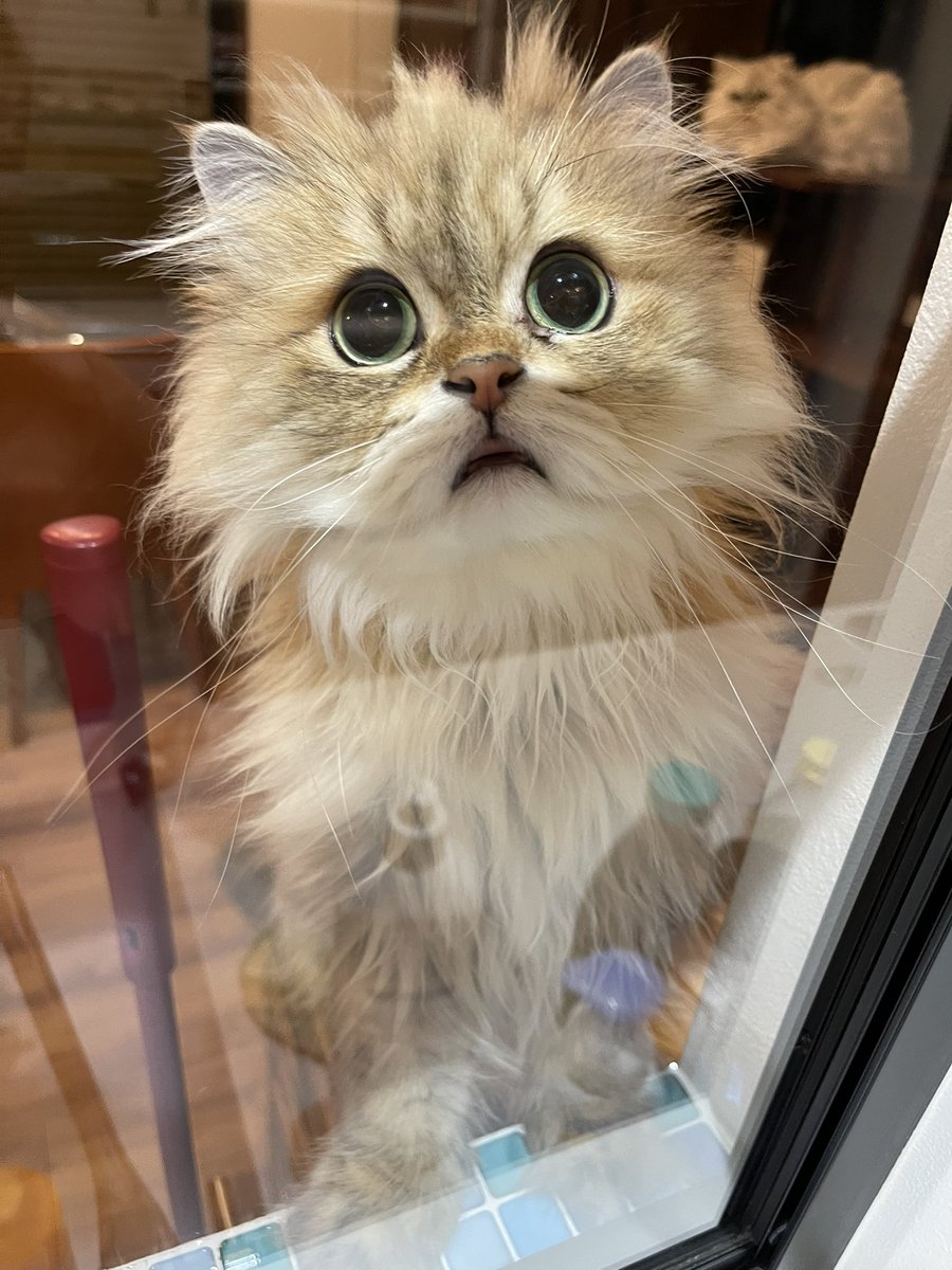 f:id:nekoja-peterpan:20210818105420j:plain