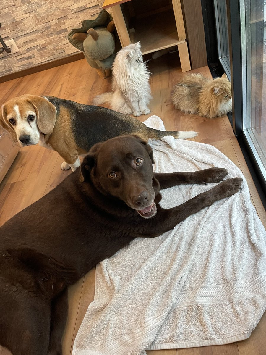 f:id:nekoja-peterpan:20210818105441j:plain