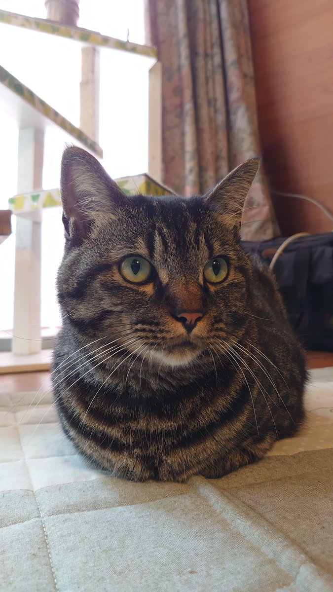 f:id:nekoja-peterpan:20210826143418j:plain