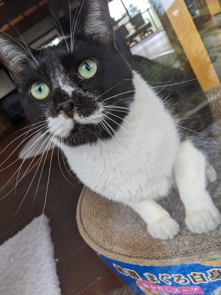 f:id:nekoja-peterpan:20210904103612j:plain