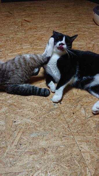 f:id:nekoja-peterpan:20210904103750j:plain