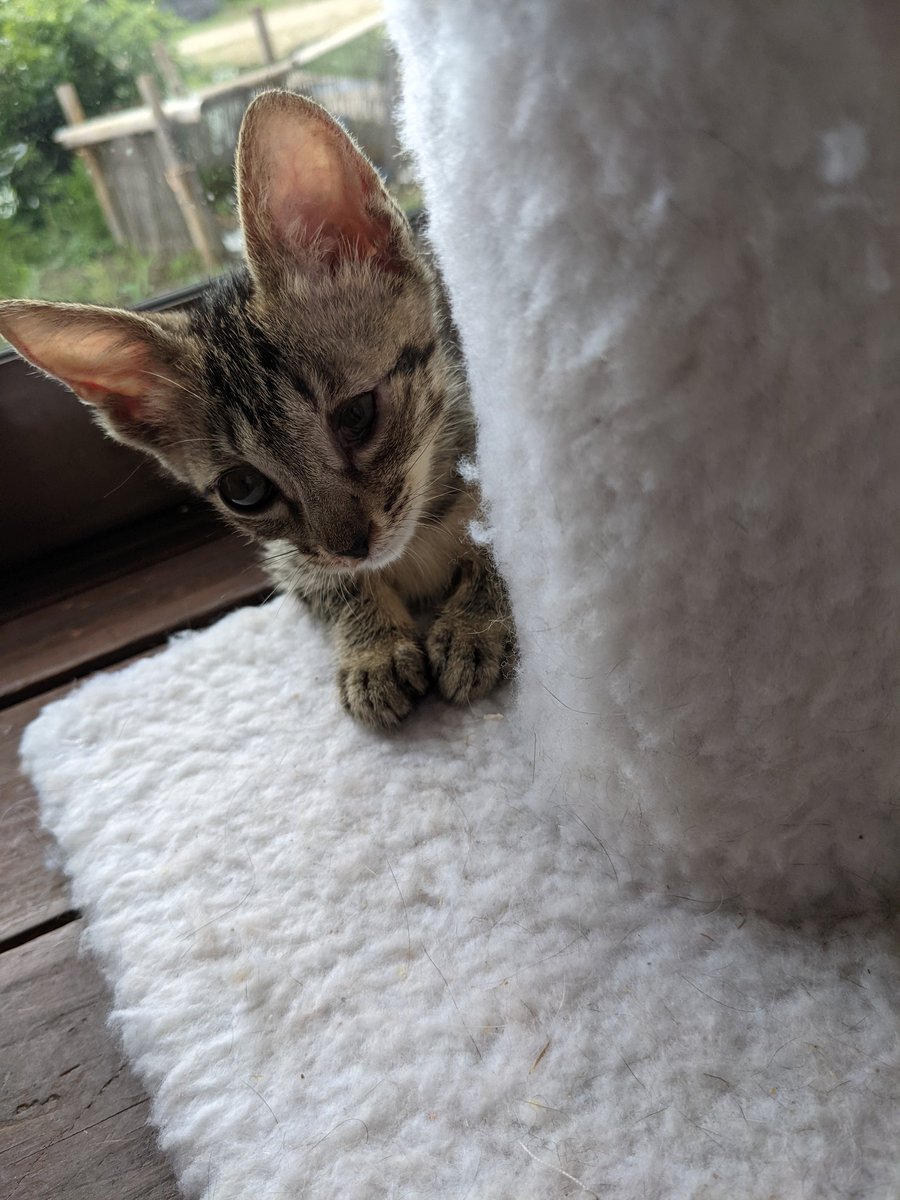 f:id:nekoja-peterpan:20210904103924j:plain