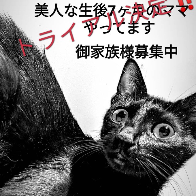 f:id:nekoja-peterpan:20210904104006j:plain