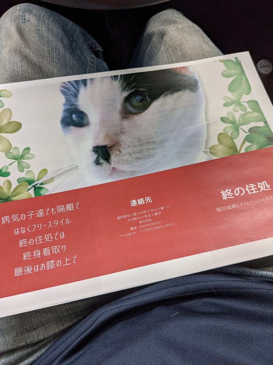 f:id:nekoja-peterpan:20210904104353j:plain