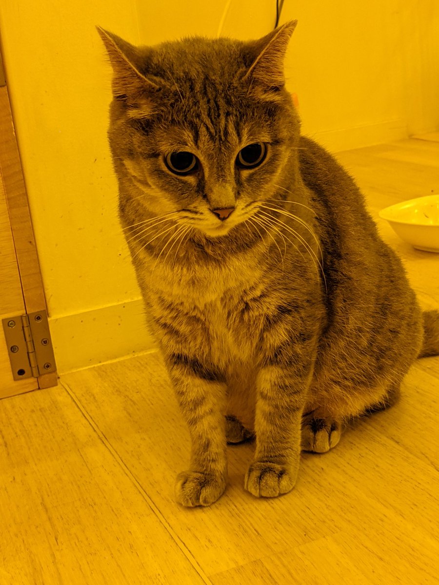 f:id:nekoja-peterpan:20210904104615j:plain