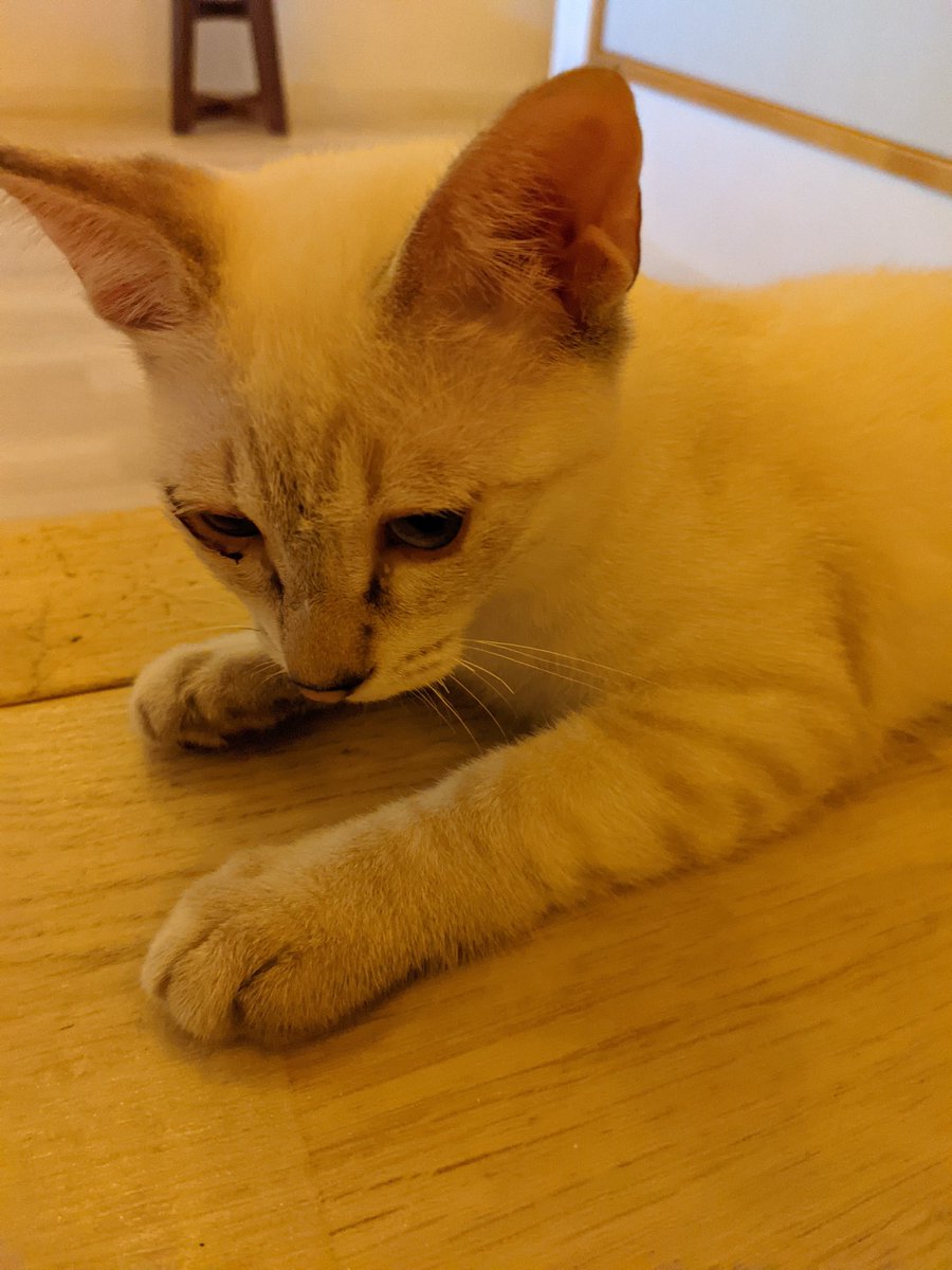 f:id:nekoja-peterpan:20210904104726j:plain