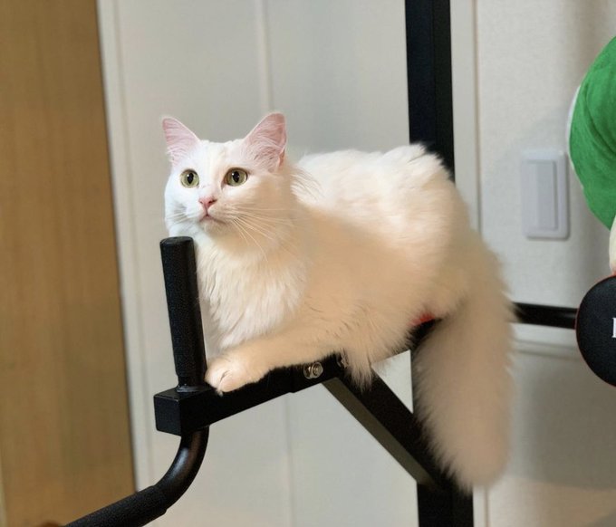 f:id:nekoja-peterpan:20210910115209j:plain
