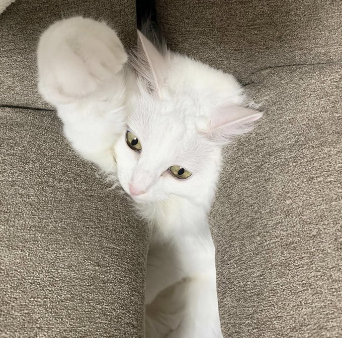 f:id:nekoja-peterpan:20210910115230j:plain