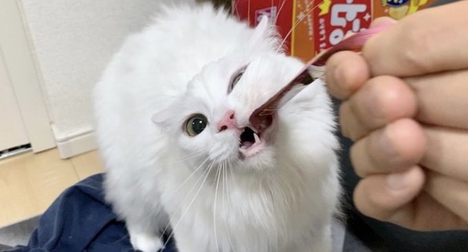 f:id:nekoja-peterpan:20210910115428j:plain