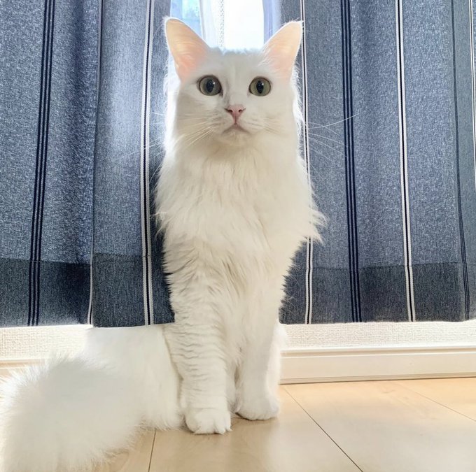 f:id:nekoja-peterpan:20210910115452j:plain