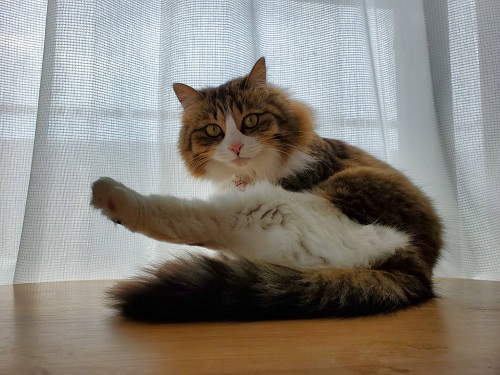 f:id:nekoja-peterpan:20210914125014j:plain