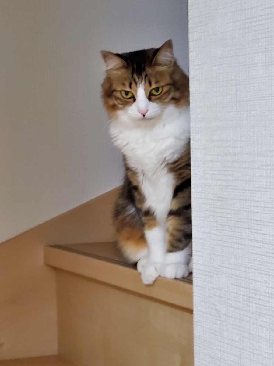 f:id:nekoja-peterpan:20210914125450j:plain