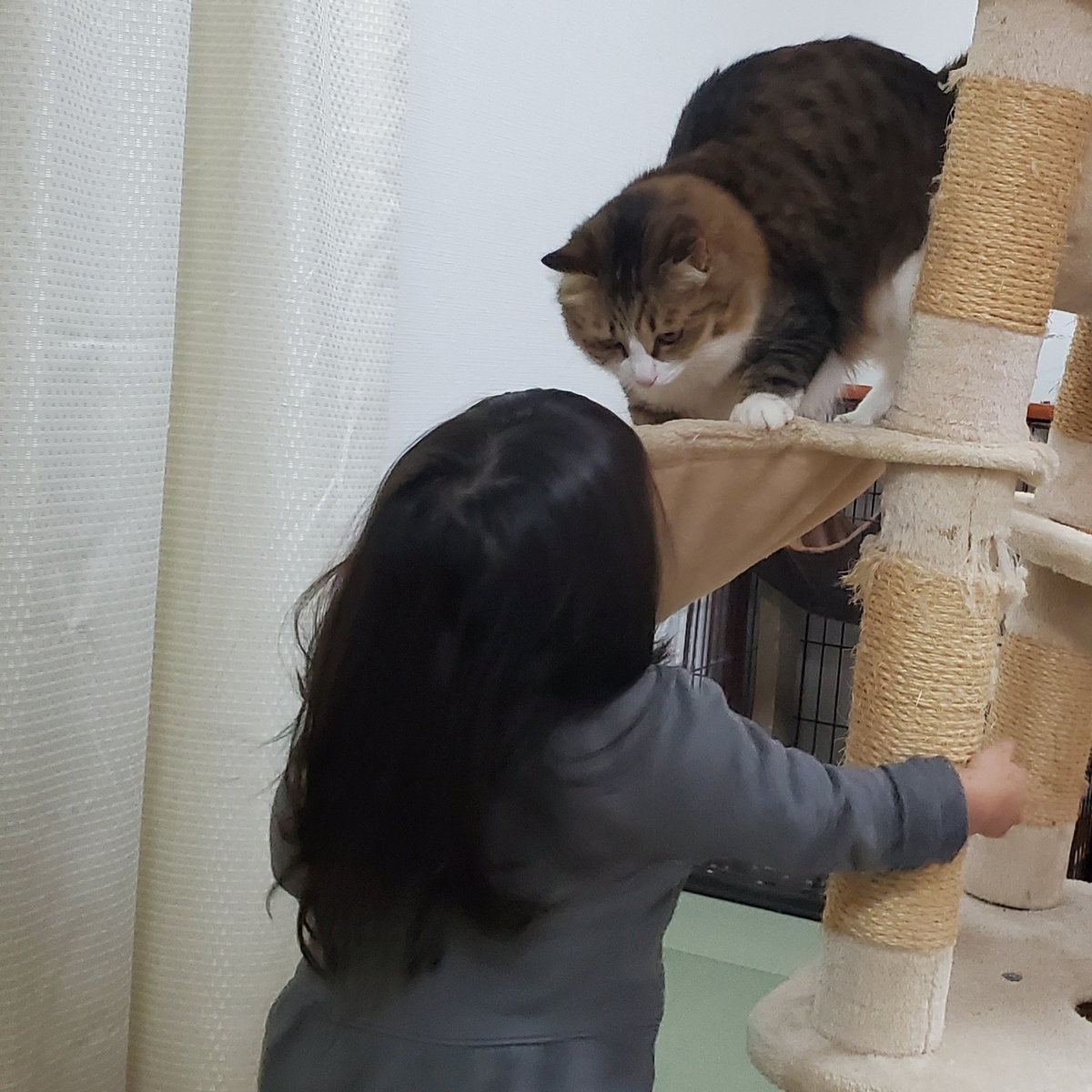 f:id:nekoja-peterpan:20210914125528j:plain