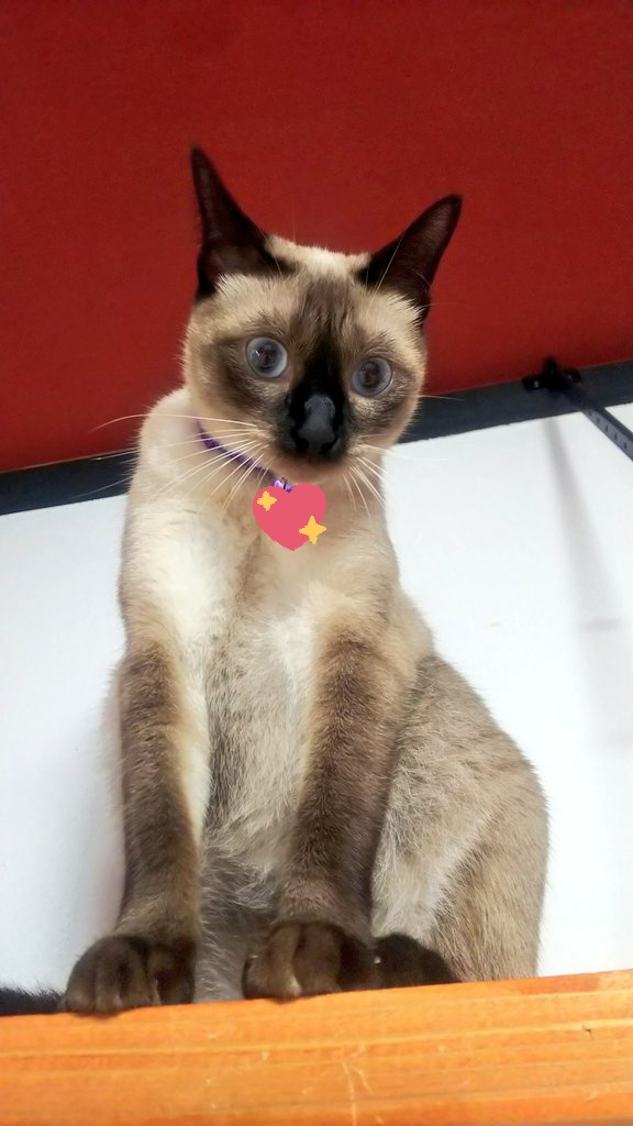 f:id:nekoja-peterpan:20210916125511j:plain