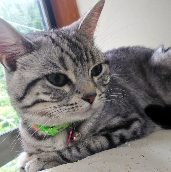 f:id:nekoja-peterpan:20210916125742j:plain