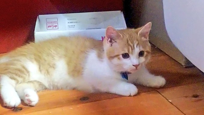 f:id:nekoja-peterpan:20210916130725j:plain