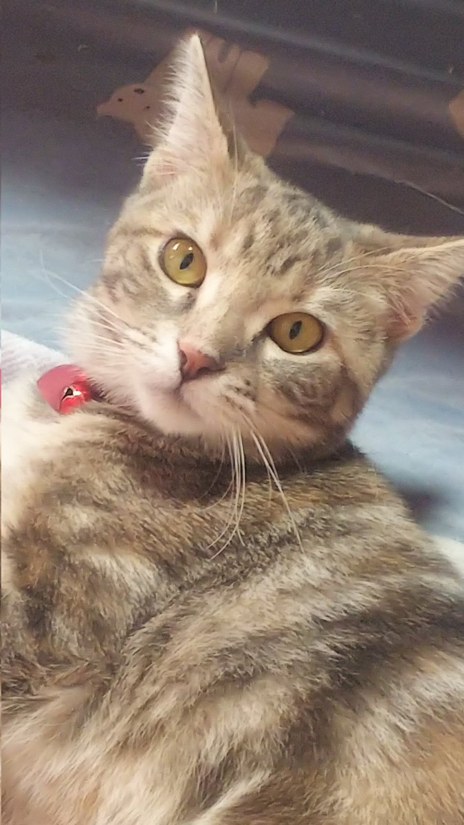 f:id:nekoja-peterpan:20210916130820j:plain