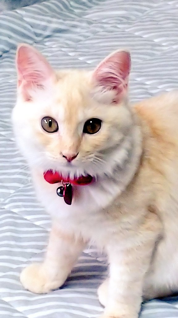 f:id:nekoja-peterpan:20210916130919j:plain