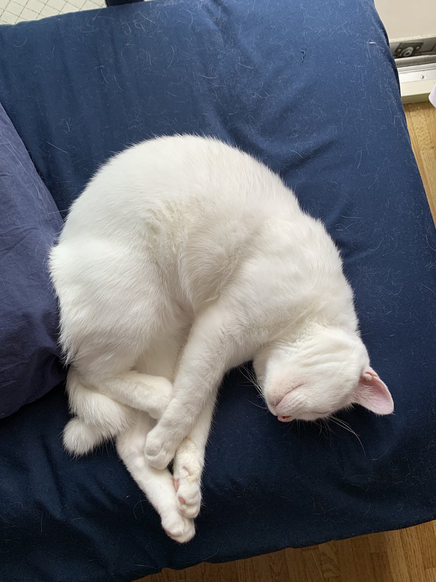 f:id:nekoja-peterpan:20210917140212j:plain