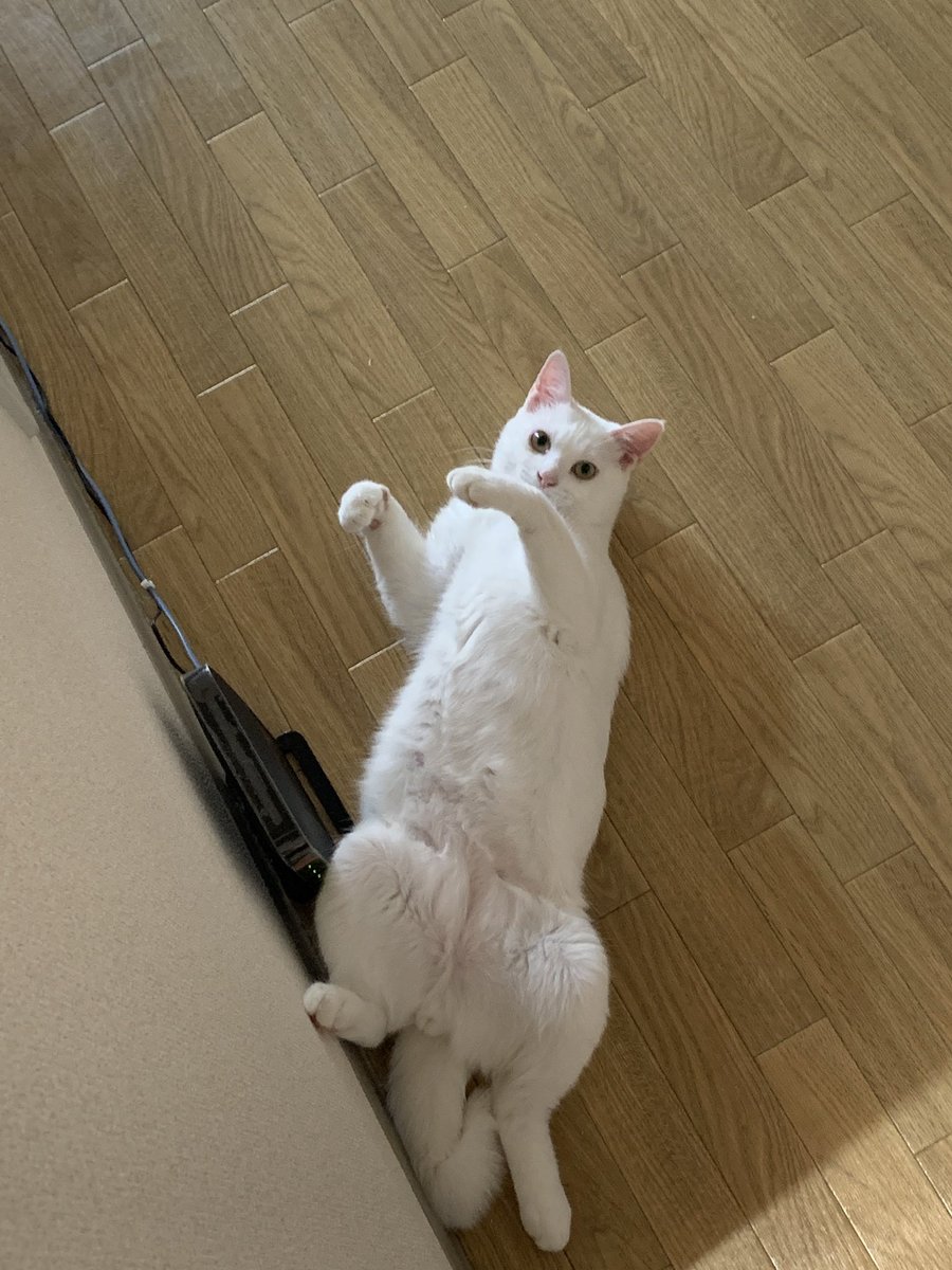f:id:nekoja-peterpan:20210917140231j:plain
