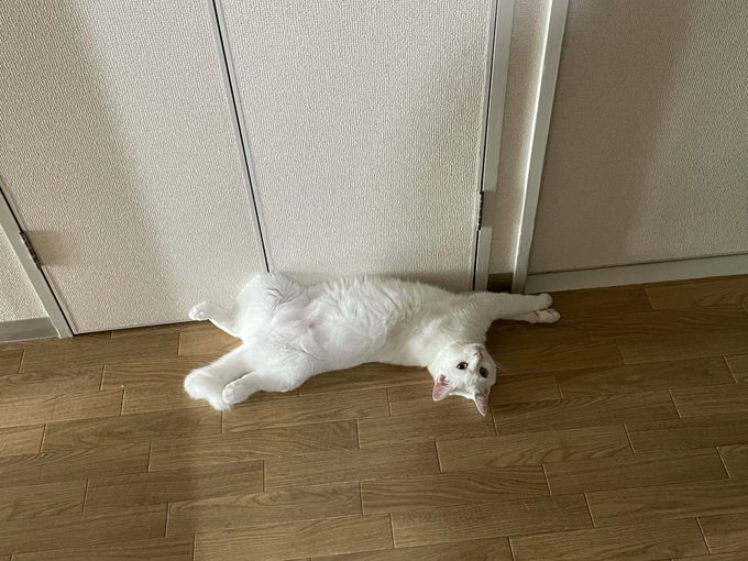 f:id:nekoja-peterpan:20210917140245j:plain