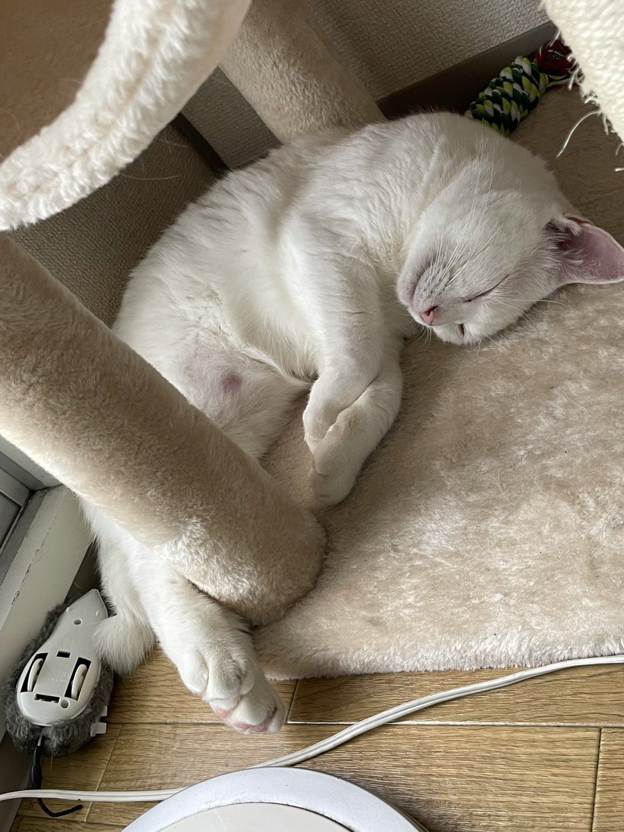 f:id:nekoja-peterpan:20210917140352j:plain