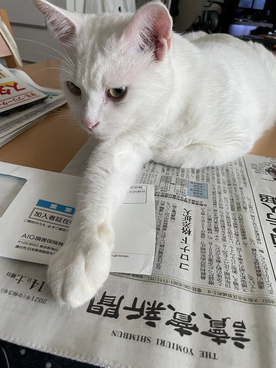 f:id:nekoja-peterpan:20210917140503j:plain