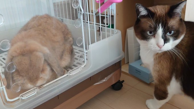 f:id:nekoja-peterpan:20210927135825j:plain