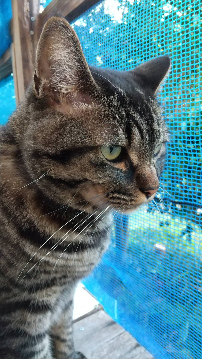f:id:nekoja-peterpan:20210927140141j:plain