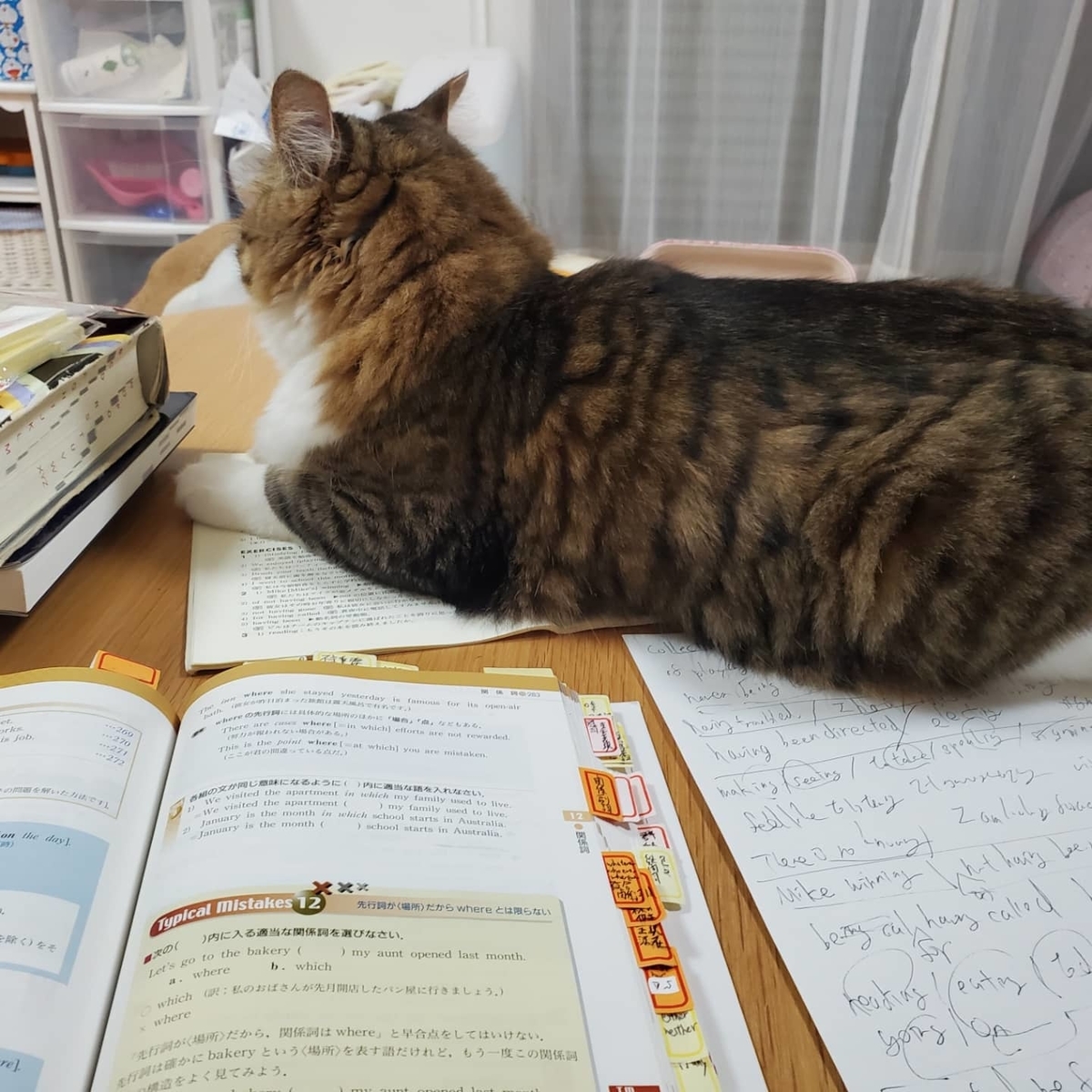 f:id:nekoja-peterpan:20211005125822j:plain