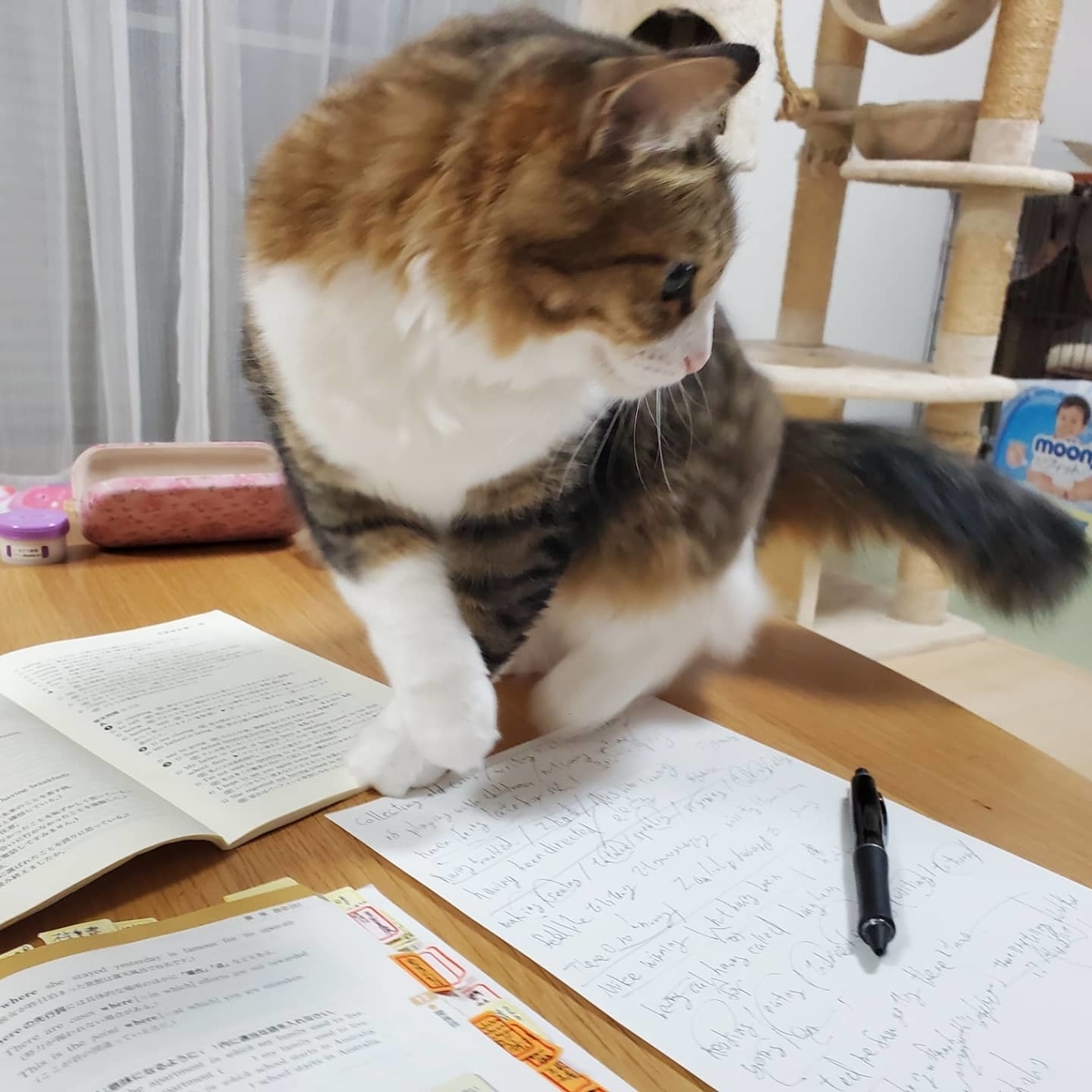 f:id:nekoja-peterpan:20211005125831j:plain