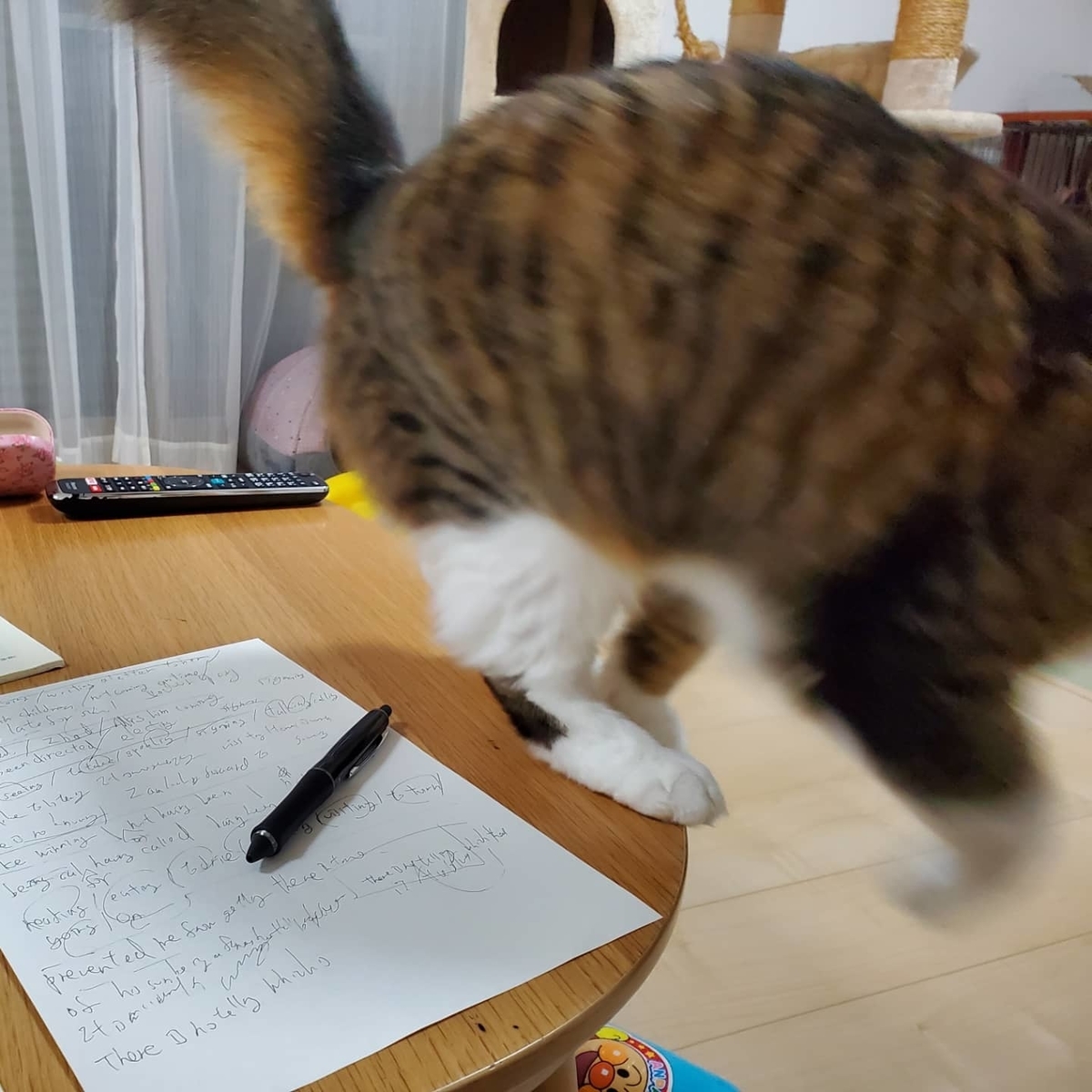 f:id:nekoja-peterpan:20211005125839j:plain