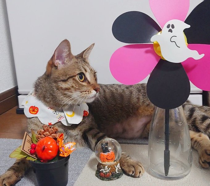 f:id:nekoja-peterpan:20211013083844j:plain